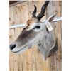 Image 4 : African Eland Shoulder Mount Taxidermy