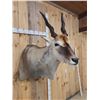 Image 5 : African Eland Shoulder Mount Taxidermy