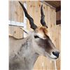 Image 6 : African Eland Shoulder Mount Taxidermy