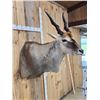 Image 7 : African Eland Shoulder Mount Taxidermy