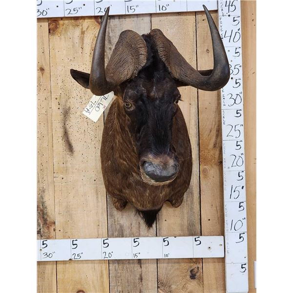 African Black Wildebeest Shoulder Mount Taxidermy