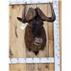 Image 1 : African Black Wildebeest Shoulder Mount Taxidermy