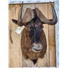 Image 2 : African Black Wildebeest Shoulder Mount Taxidermy
