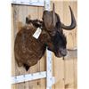 Image 3 : African Black Wildebeest Shoulder Mount Taxidermy