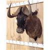 Image 4 : African Black Wildebeest Shoulder Mount Taxidermy