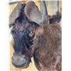 Image 5 : African Black Wildebeest Shoulder Mount Taxidermy