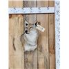 Image 1 : Nice Coyote Shoulder Mount Taxidermy