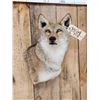 Image 2 : Nice Coyote Shoulder Mount Taxidermy