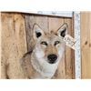 Image 3 : Nice Coyote Shoulder Mount Taxidermy