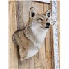 Image 4 : Nice Coyote Shoulder Mount Taxidermy