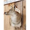 Image 5 : Nice Coyote Shoulder Mount Taxidermy