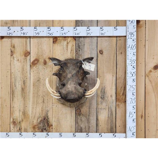 African Warthog Shoulder Mount Taxidermy