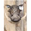 Image 2 : African Warthog Shoulder Mount Taxidermy