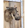 Image 3 : African Warthog Shoulder Mount Taxidermy