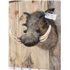 Image 4 : African Warthog Shoulder Mount Taxidermy