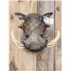 Image 5 : African Warthog Shoulder Mount Taxidermy