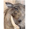 Image 6 : African Warthog Shoulder Mount Taxidermy