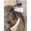 Image 7 : African Warthog Shoulder Mount Taxidermy