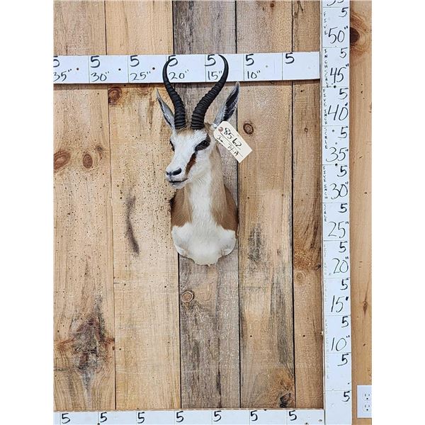 African Springbok Shoulder Mount Taxidermy