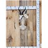 Image 1 : African Springbok Shoulder Mount Taxidermy
