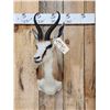 Image 2 : African Springbok Shoulder Mount Taxidermy
