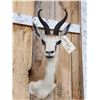 Image 3 : African Springbok Shoulder Mount Taxidermy