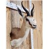 Image 4 : African Springbok Shoulder Mount Taxidermy