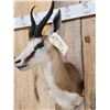 Image 5 : African Springbok Shoulder Mount Taxidermy