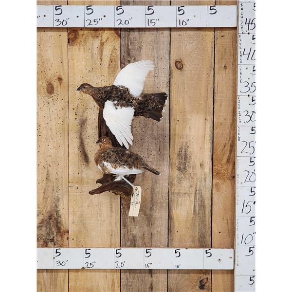 Pair Of Alaskan Ptarmigan Bird Taxidermy