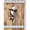 Image 1 : Pair Of Alaskan Ptarmigan Bird Taxidermy