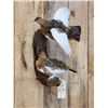 Image 2 : Pair Of Alaskan Ptarmigan Bird Taxidermy