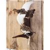 Image 3 : Pair Of Alaskan Ptarmigan Bird Taxidermy