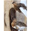 Image 4 : Pair Of Alaskan Ptarmigan Bird Taxidermy