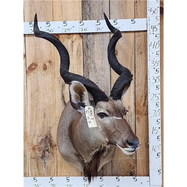 African Kudu Shoulder Mount Taxidermy