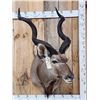 Image 1 : African Kudu Shoulder Mount Taxidermy