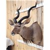 Image 2 : African Kudu Shoulder Mount Taxidermy