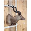 Image 4 : African Kudu Shoulder Mount Taxidermy