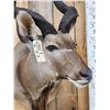 Image 5 : African Kudu Shoulder Mount Taxidermy