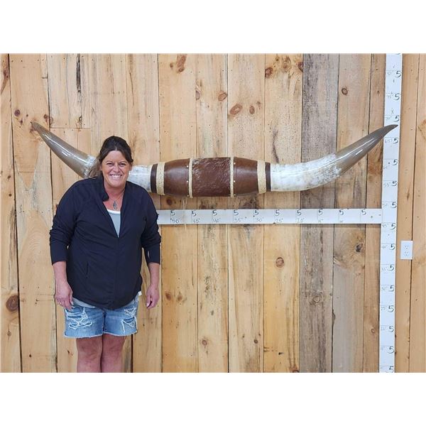 MONSTER Set Of Mounted Texas Longhorns Taxidermy