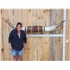 Image 1 : MONSTER Set Of Mounted Texas Longhorns Taxidermy