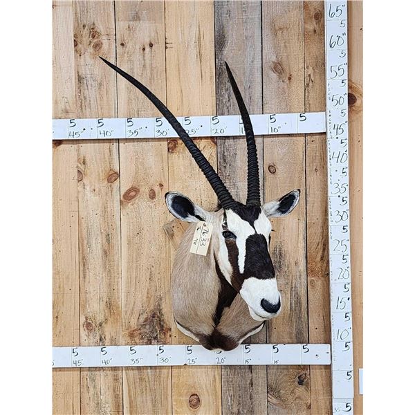 Extra Nice African Gemsbok Shoulder Mount Taxidermy