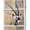 Image 1 : Extra Nice African Gemsbok Shoulder Mount Taxidermy