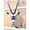 Image 2 : Extra Nice African Gemsbok Shoulder Mount Taxidermy