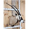 Image 3 : Extra Nice African Gemsbok Shoulder Mount Taxidermy