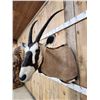 Image 4 : Extra Nice African Gemsbok Shoulder Mount Taxidermy