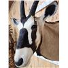 Image 5 : Extra Nice African Gemsbok Shoulder Mount Taxidermy