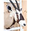 Image 6 : Extra Nice African Gemsbok Shoulder Mount Taxidermy