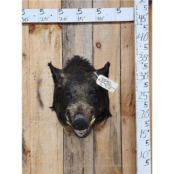 Wild Boar Hog Shoulder Mount Taxidermy