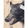 Image 3 : Wild Boar Hog Shoulder Mount Taxidermy