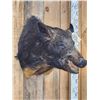 Image 4 : Wild Boar Hog Shoulder Mount Taxidermy